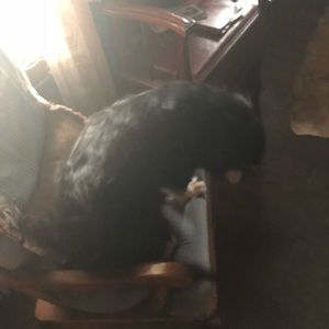 Meet your Posher, Dakota